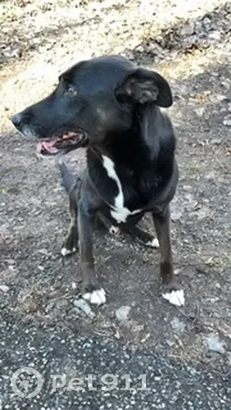 Chien Border collie perdu - photo