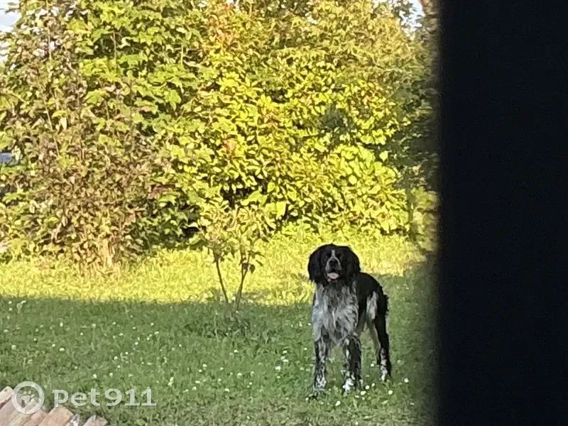 Chien épagneul/setter trouvé à Trepesson - photo