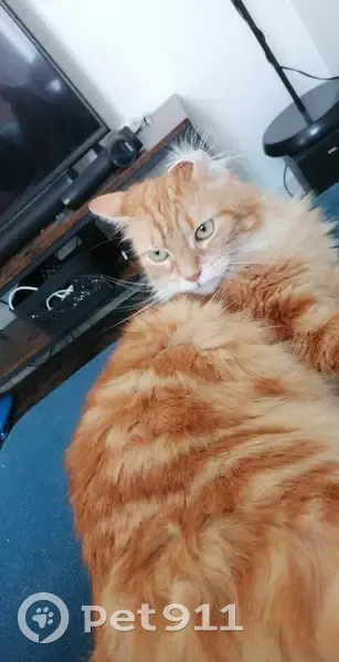 Chatte rousse Todd disparue - photo