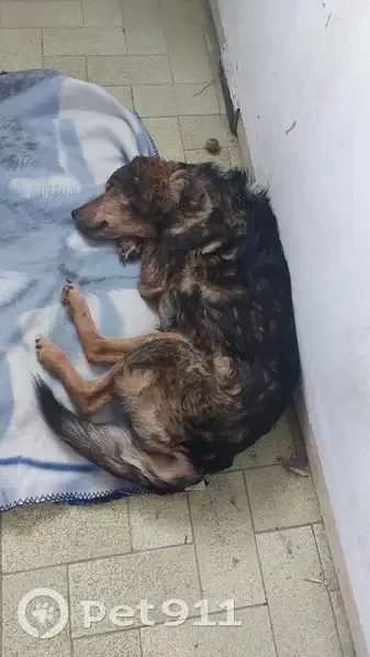 Chien perdu sans puce trouvé - photo