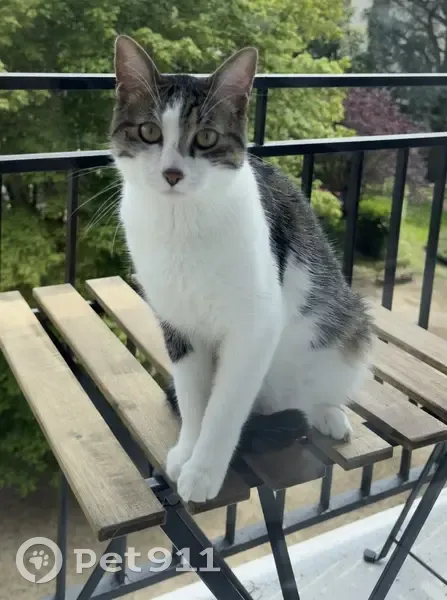 Chat Floki disparu au Plessis-Trévise - photo