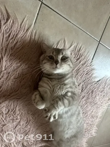 Chat retrouvé à Nice, Rue d'Alsace - photo