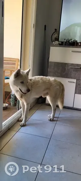 Chien husky perdu à Bras-Panon - photo