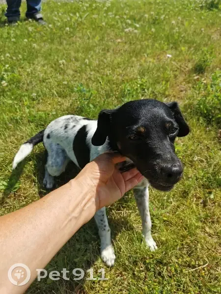 Chiot noir et blanc perdu à Méteren - photo