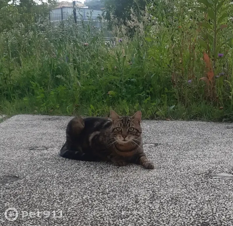 Chat errant non castré à Lyon - photo