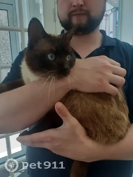 Chat siamois trouvé près de Bû - photo