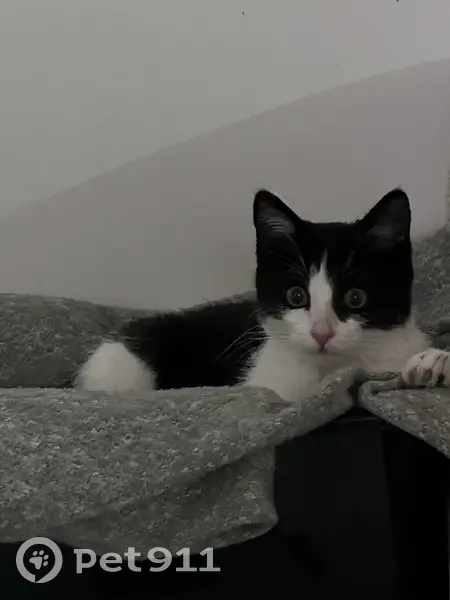 Chaton perdu récupéré à Cormeilles - photo