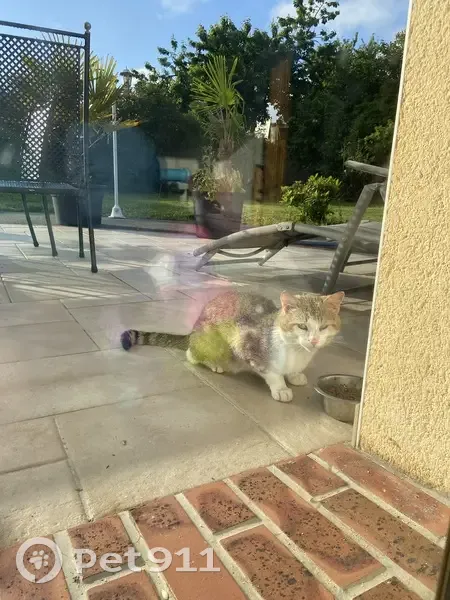 Chat blessé trouvé à Gorron - photo
