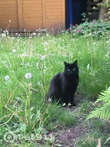 Chat perdu à Hellemmes - photo