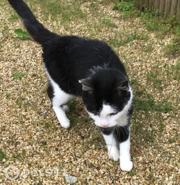 Chat noir/blanc perdu à Trélazé - photo