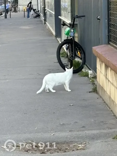 Chat blanc aux yeux vairons trouvé - photo