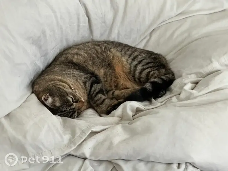 Chatte câline disparue à Champagne - photo