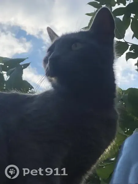Chat bleu russe trouvé à Roubaix - photo