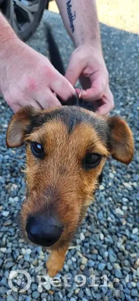 Chien perdu 'Martin' retrouvé - photo