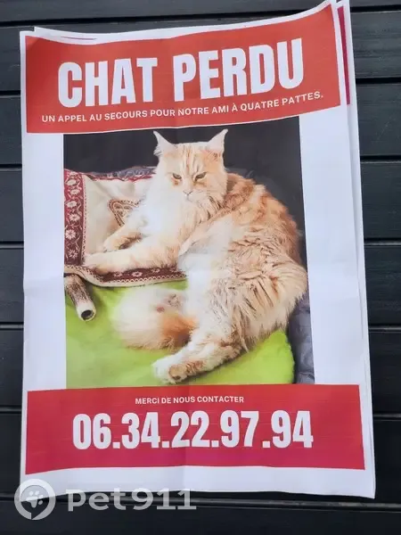 Chat Maine Coon roux perdu à Cannes - photo