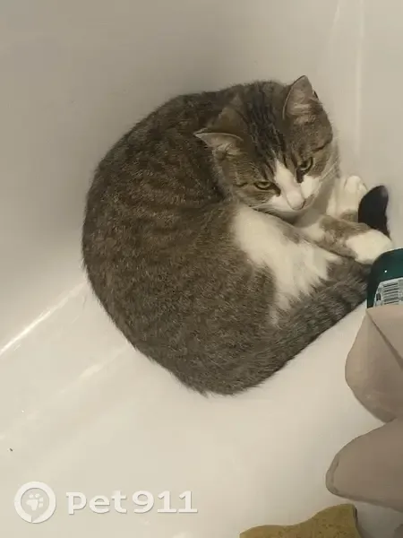 Chatte Tchitchi perdue à Houilles - photo