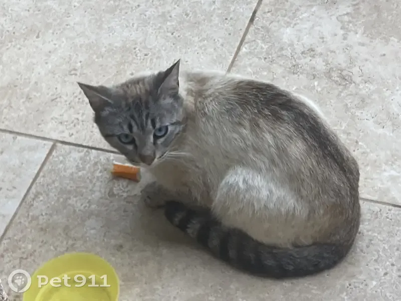 Chat gris/crème yeux bleus trouvé à Toulon - photo