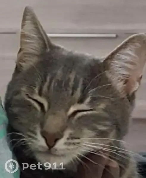 Chaton adulte Yoshi disparu - photo
