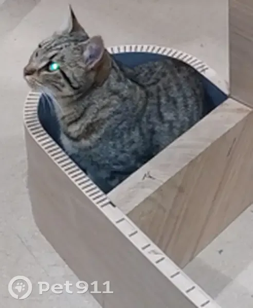 Chat tigré perdu à Plouider - photo