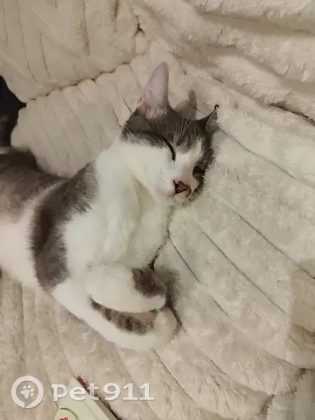 Chat gris-blanc tigré perdu - photo