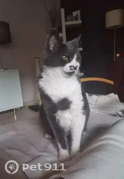 Chatte grise/blanche perdue à Vic - photo