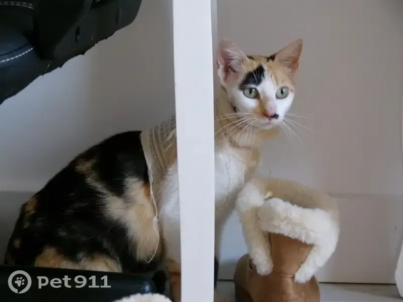 Chat tricolore Douceur disparu - photo
