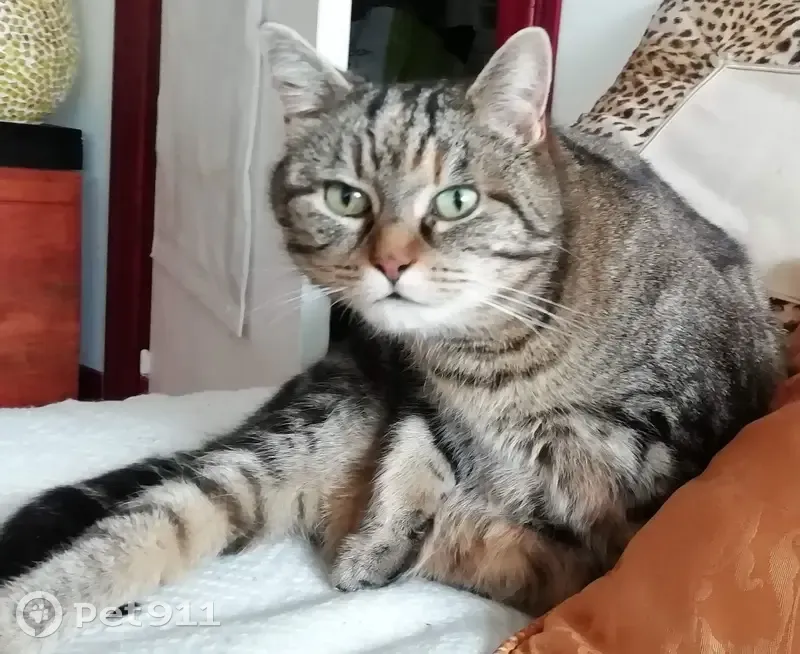 Chatte tigrée perdue - Toulouse - photo