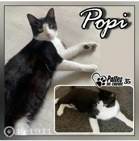 Chat noir et blanc perdu à Rennes - photo