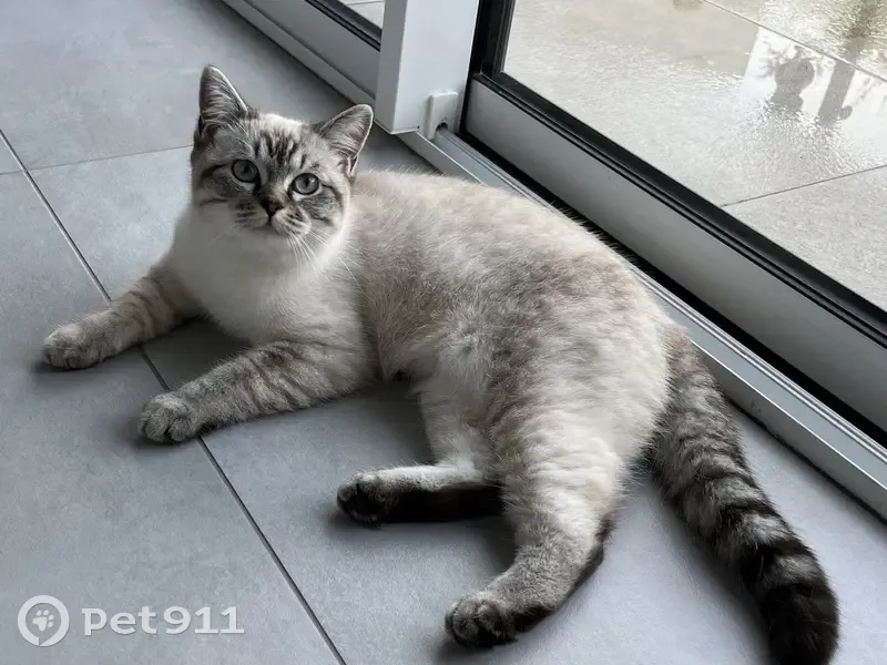 Chaton croisé disparu à Acigné - photo