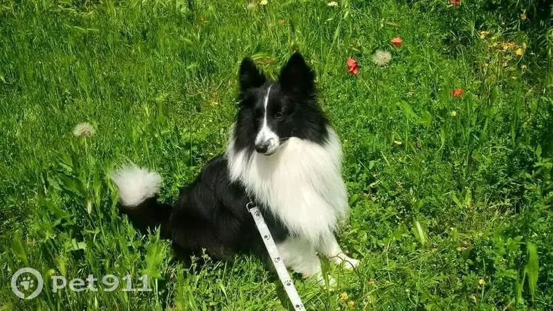 Chien Shetland Perdu à Draguignan - photo