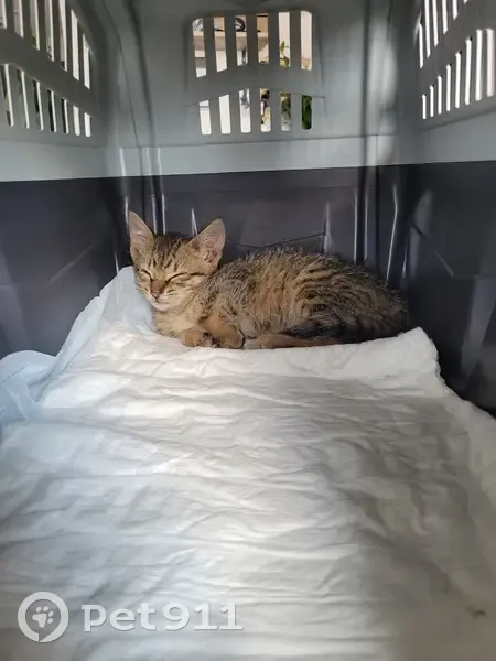Chaton trouvé rue Maria Casarès - photo
