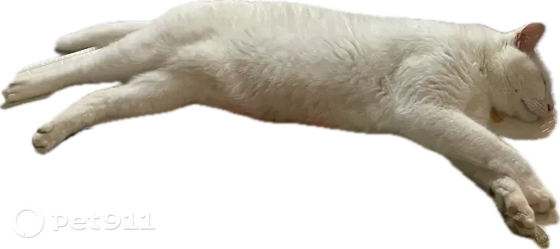 Wooki, Chat Blanc Perdu - photo