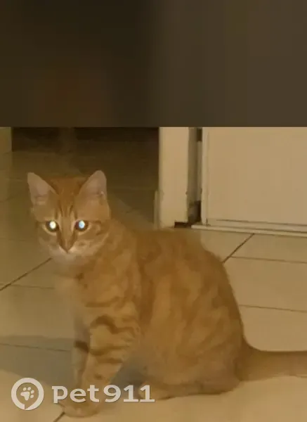 Chat roux Shanks perdu à Istres - photo