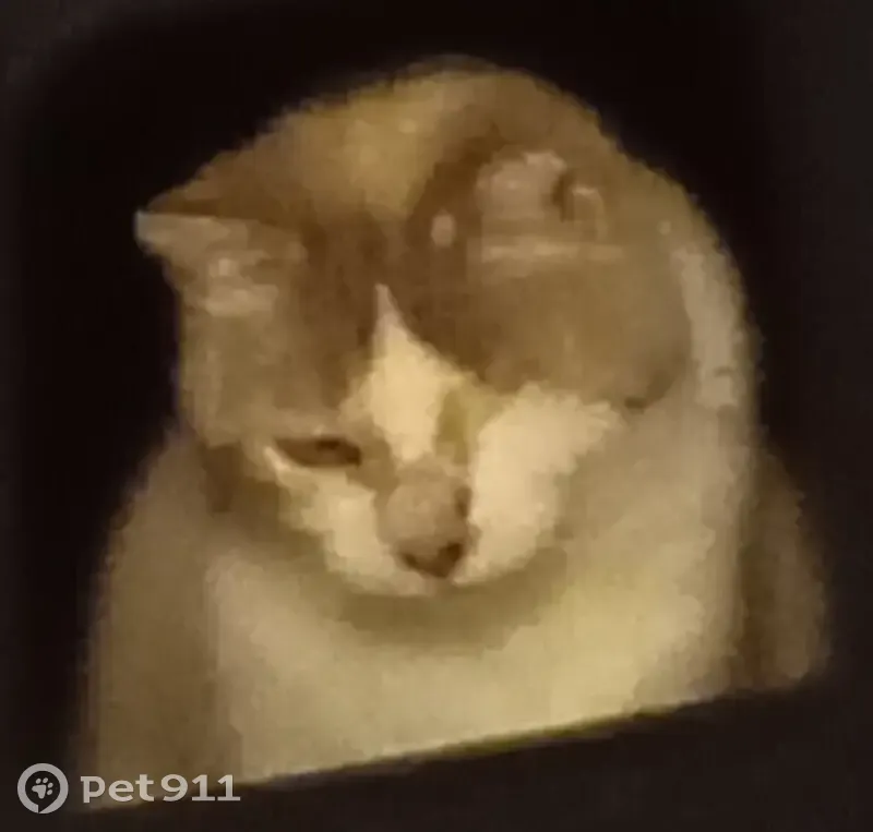 Chat borgne disparu à Annecy - photo