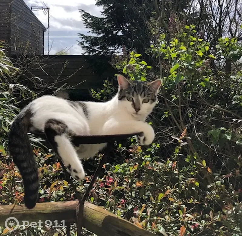 Chatte blanche disparue au Havre - photo