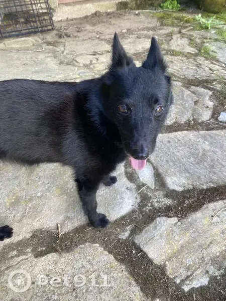 Chiot femelle poilu trouvé à Entraygues - photo