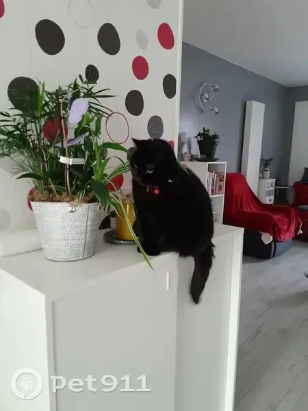 Chatte noire disparue à Sallaumines - photo