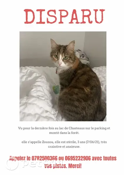 Chatte isabelle disparue à Chasteaux - photo