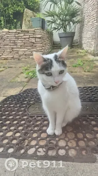 Chatte blanche/grise perdue à Jargeau - photo