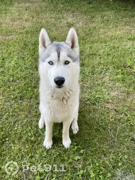 Husky perdu à Blaru - Harnais bleu - photo