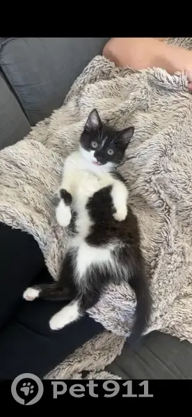 Chaton noir et blanc perdu - Minouchka - photo