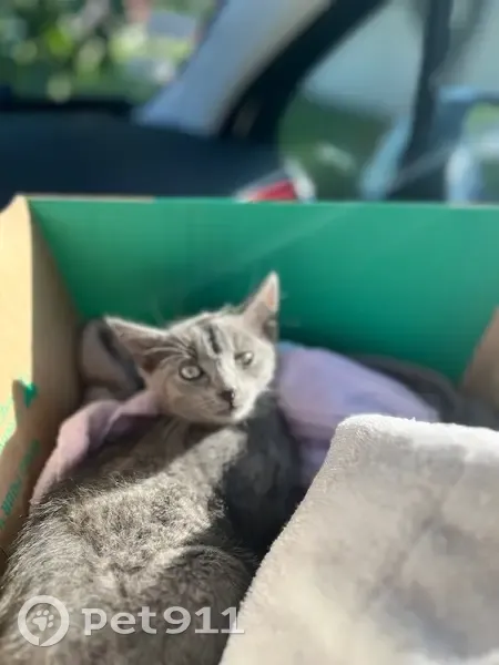 Chaton blessé trouvé, chez véto - photo
