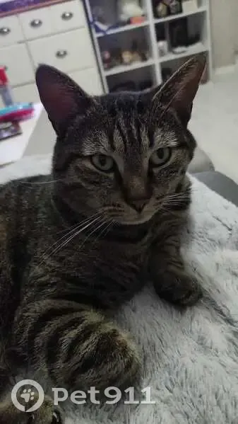 Chat tigré perdu à Trappes - photo