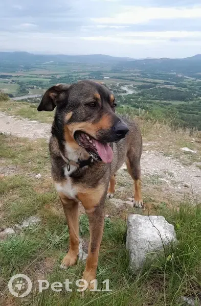Chien Perdu: Pétro, 5 ans, 40kg - photo