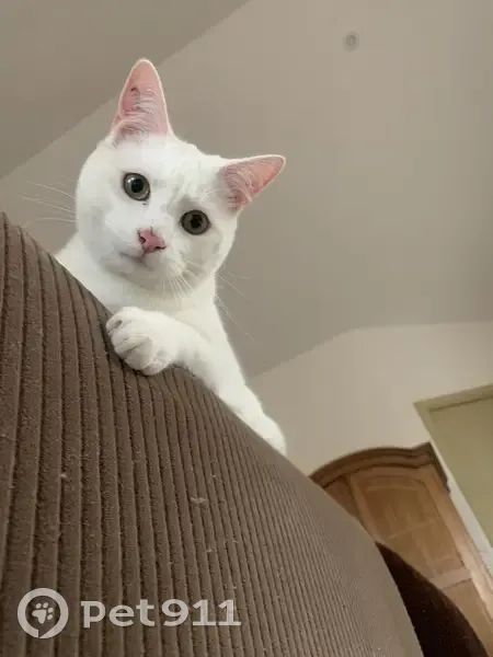 Chat blanc tatoué perdu à Ceyras - photo