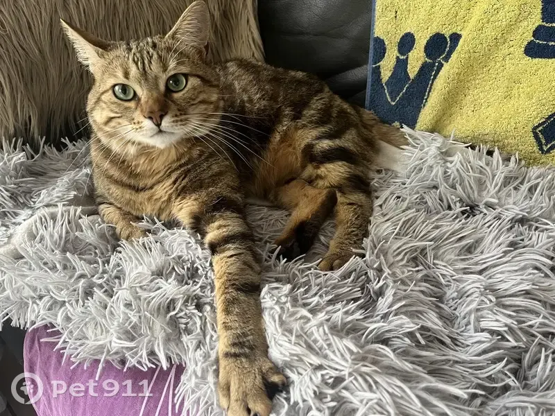 Chat Bébé disparu, pucé, tatoué - photo
