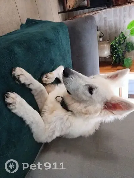 Berger Blanc Suisse Perdu à Laumesfeld - photo