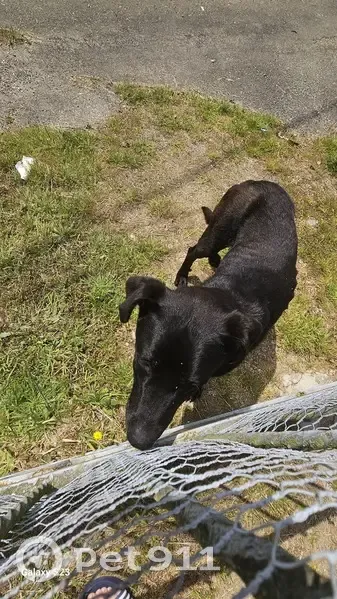Chien trouvé à La Trinité-Porhoët - photo