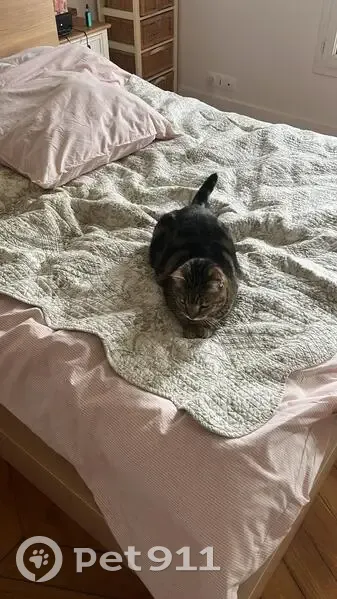 Roxy, chat tigré de 14 ans, perdu - photo