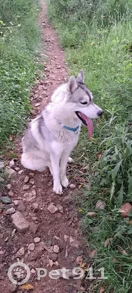 Chien Husky Perdu - Collier Bleu - photo